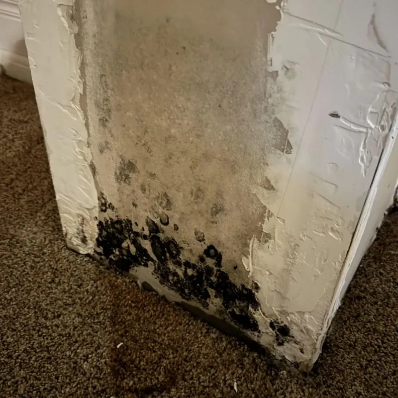 Professional Mold Removal in Stanton County, KS